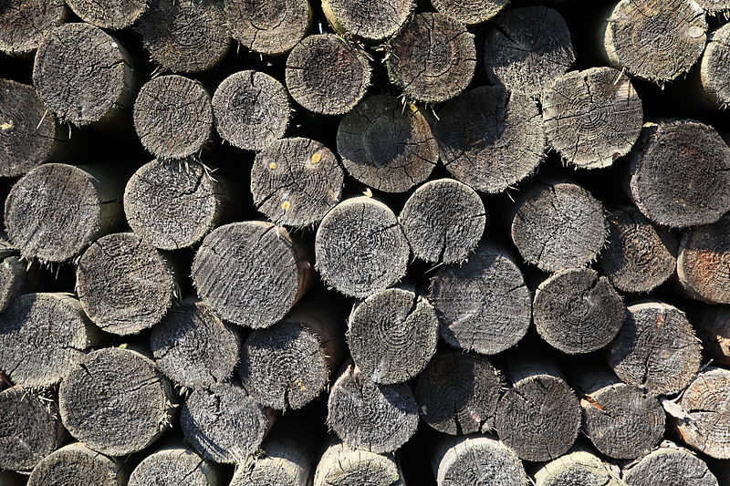 Kerala’s Timber EAuction Leads To Billions Worth Of Timber Rotting