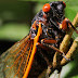 The Cicadas are BACK after 13 years!!!