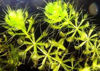 Aldrovanda Vesicula Aldrovanda Vesicula