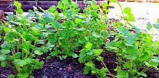 Coriander plants Coriander plants