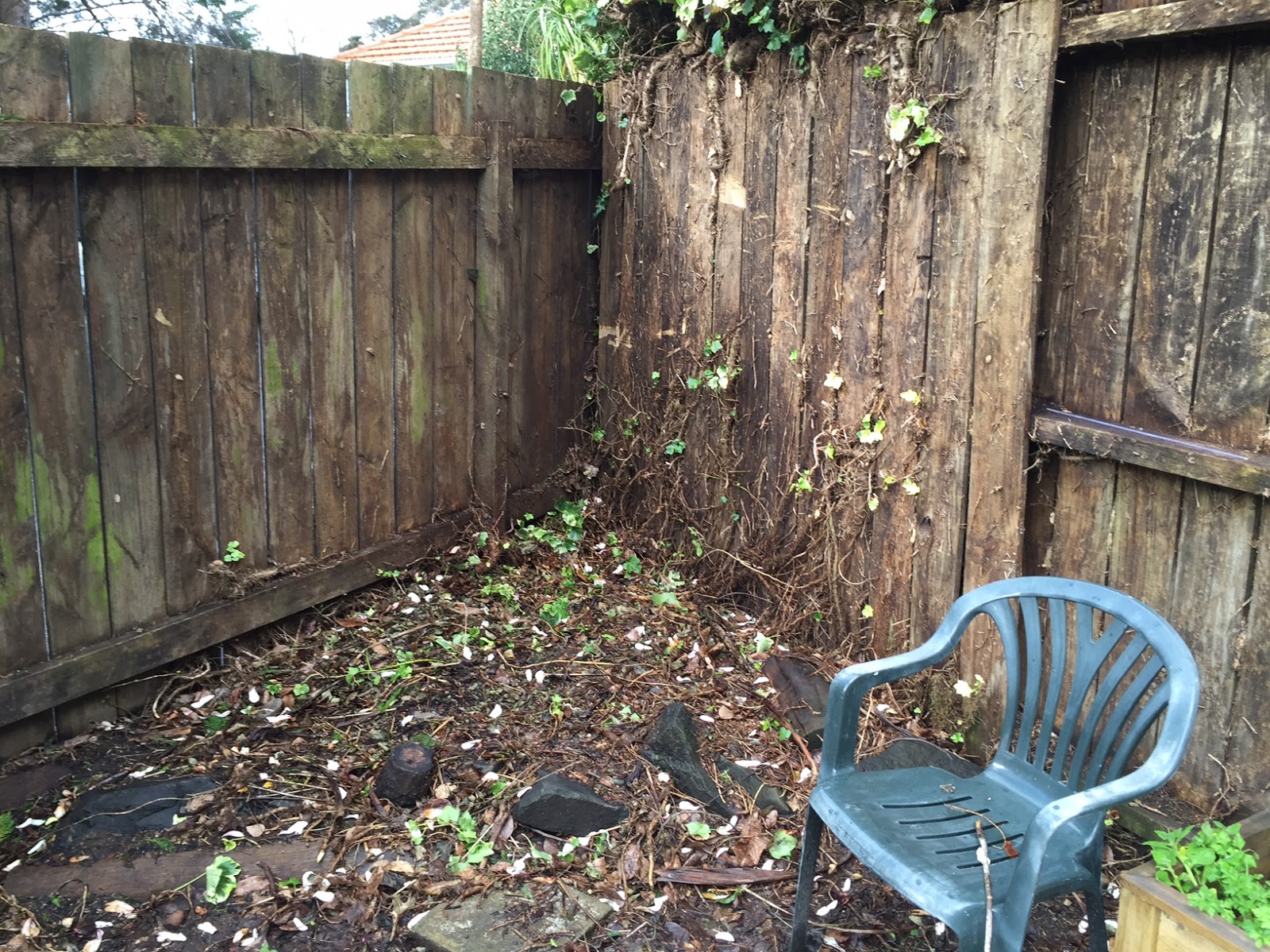 Craving Fresh A Messy Corner Transformed With Fruit Trees craving-fresh-a-messy-corner-transformed-with-fruit-trees
