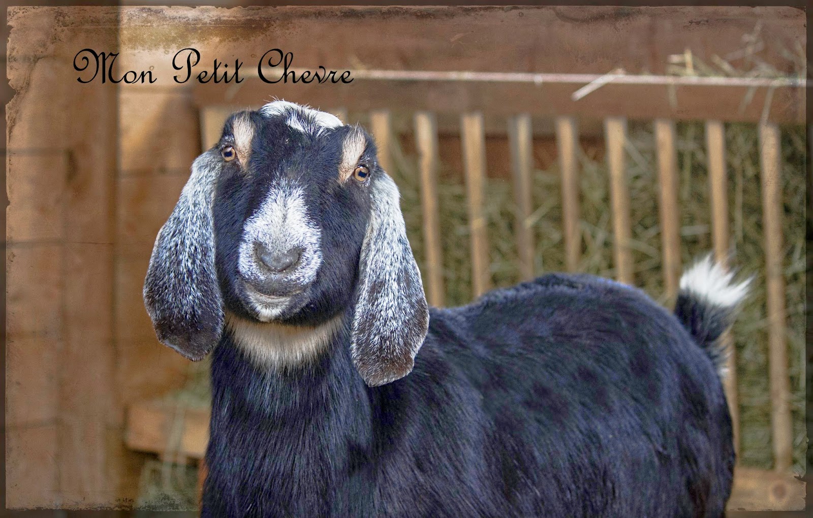 Meredith Farm Topsfield Ma For Sale at Sarah Flynn blog