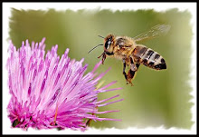 *Honeybee*