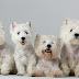 4 μικρά Westies!....