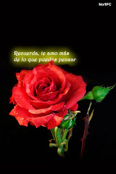 celular pantalla amor imagenes fondos fondo gratis descargar amo mensajes te frases flores rosas mi bajar bonitas movil pantallas tipo