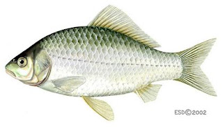 pez rojo Carassius auratus