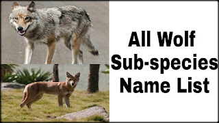 All wolf' species name list(भेड़िये की प्रजातियां)