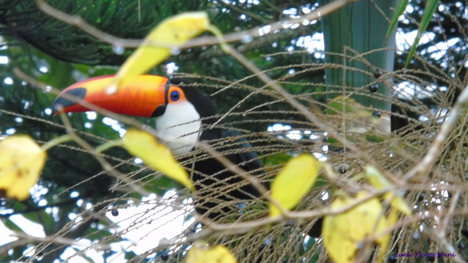 VictorNanny As Aves que Aqui Gorjeiam...!