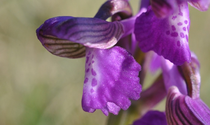 Orchis Bouffon Orchis Bouffon