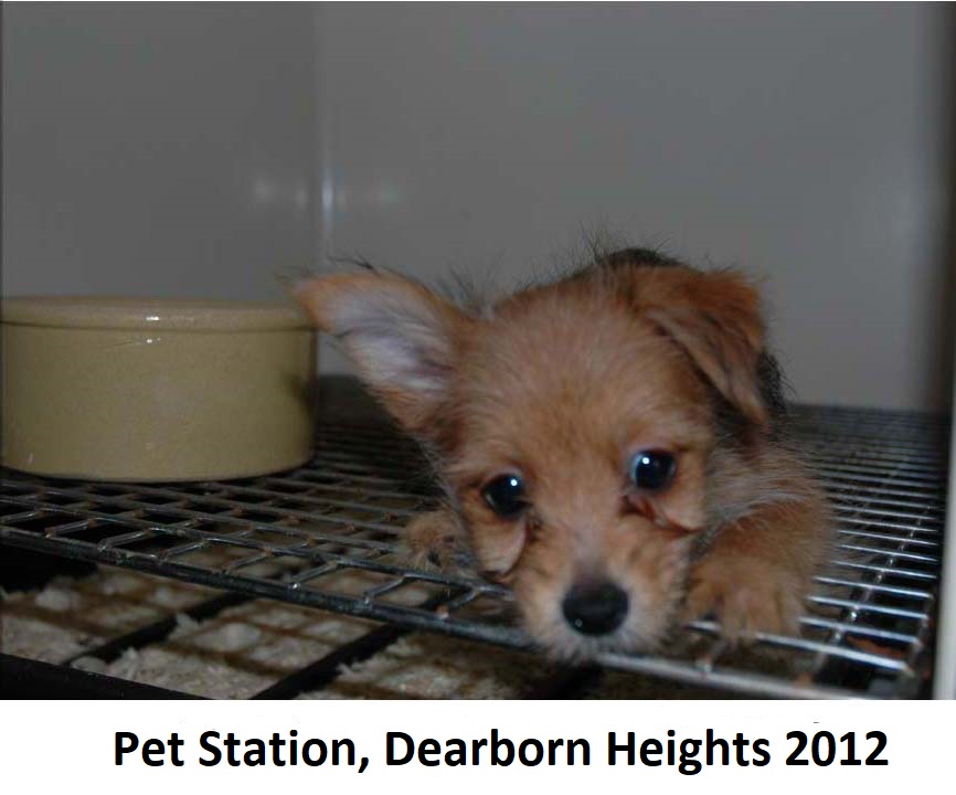 pet city pets ypsilanti puppy mill Miki Mcnamara