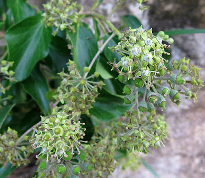 Flores verdosas en umbela de la hiedra (Hedera helix)