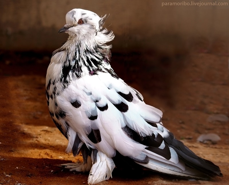 Уход за перьями