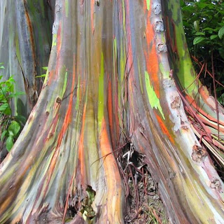 El árbol de los colores