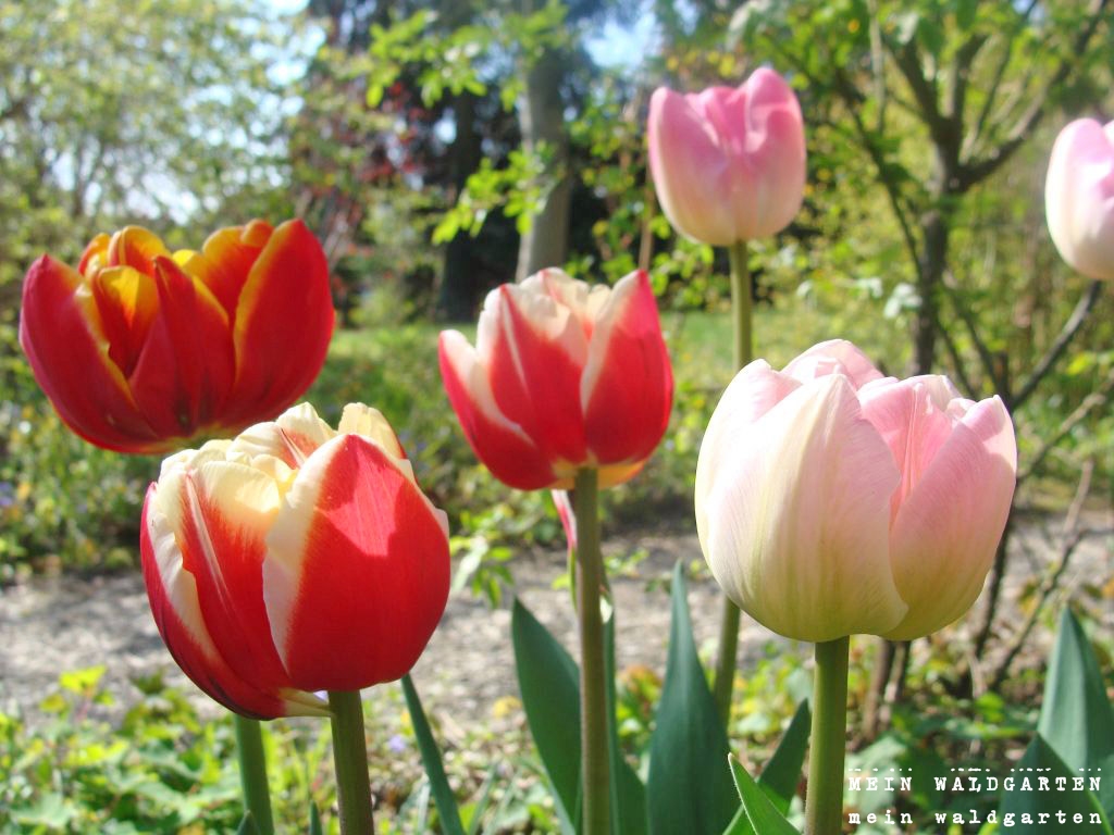 © Mein Waldgarten Tulpenpracht