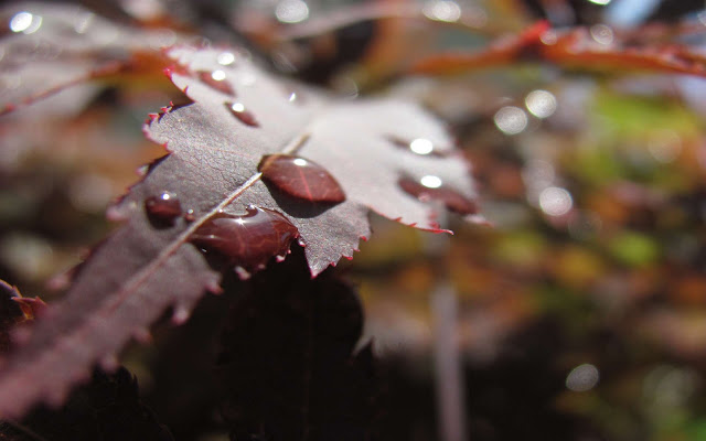 New Ubuntu Wallpapers