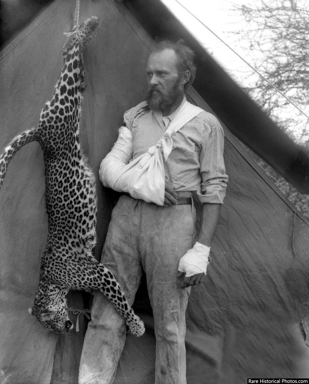 Carl Akeley with the leopard that nearly killed him, 1896.