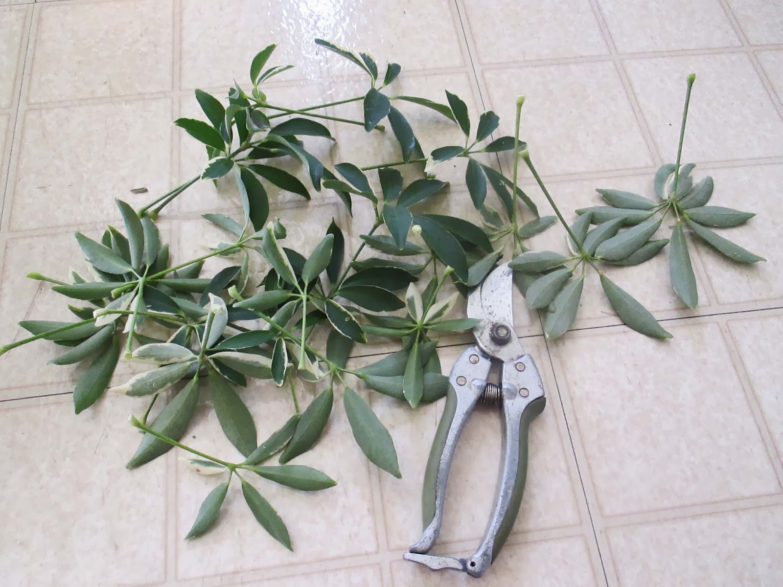 Green Jean more schefflera!