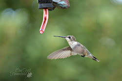yard hummingbirds attract summer last different mosquitoes eat