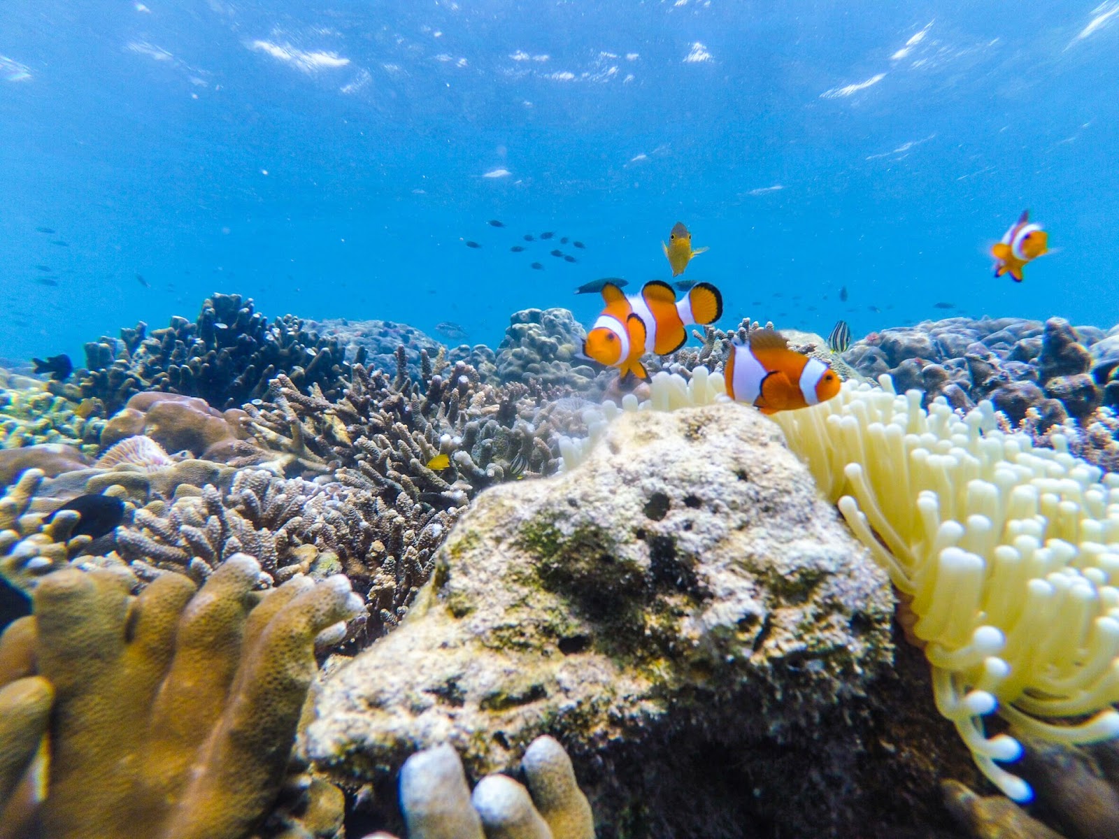 FINDING NEMO DI GILI KETAPANG Gili Ketapang Travel FINDING NEMO DI GILI KETAPANG Gili Ketapang Travel