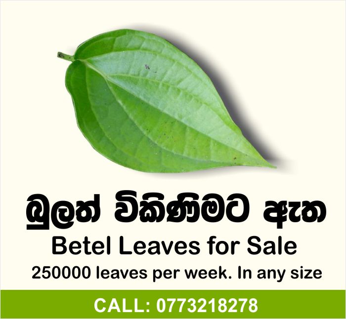 Betel Leaves for Sale.