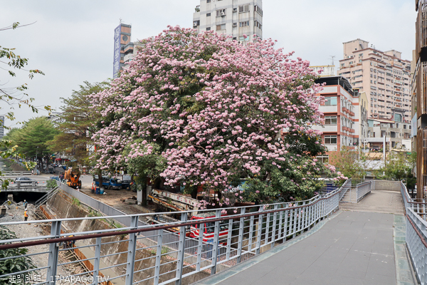 台中南區|興大綠園道|綠川河畔風鈴木|台中最長洋紅風鈴木步道|江川公園 台中南區|興大綠園道|綠川河畔風鈴木|台中最長洋紅風鈴木步道|江川公園