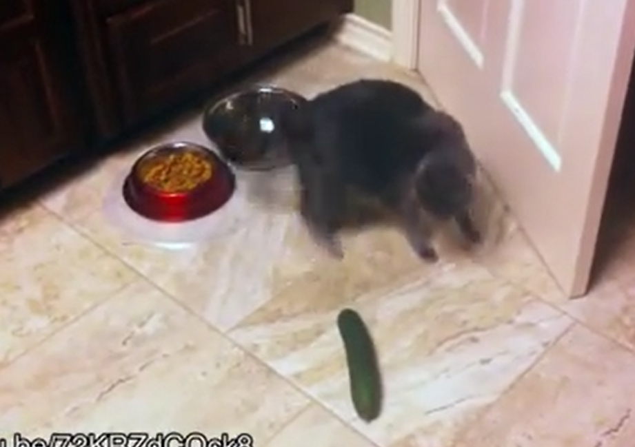 Variety World Cats Reactions to Cucumbers Superb