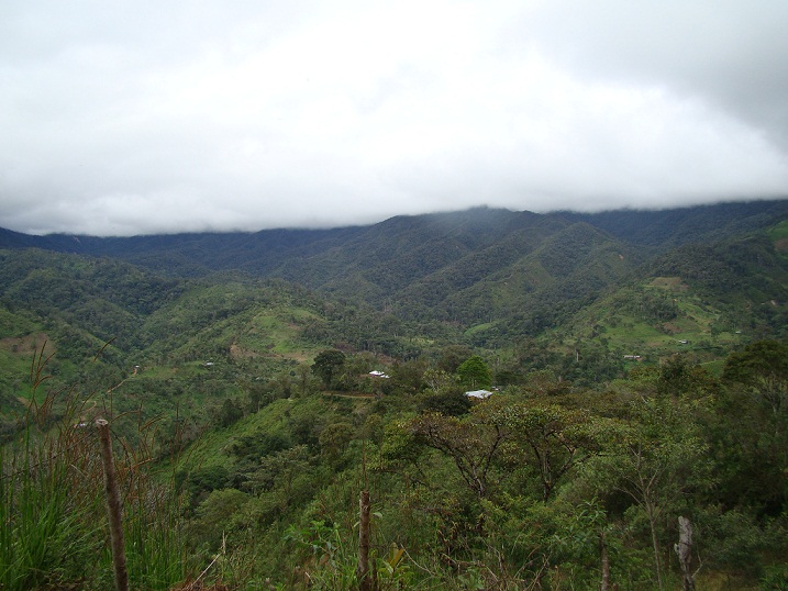 El bosque Huamantanga JAEN ASI ES CAJAMARCA