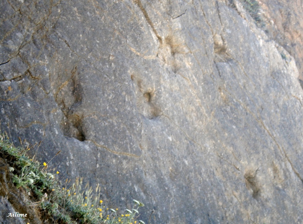 Ecos e reflexos : Pegadas de Dinossauro na Praia Grande