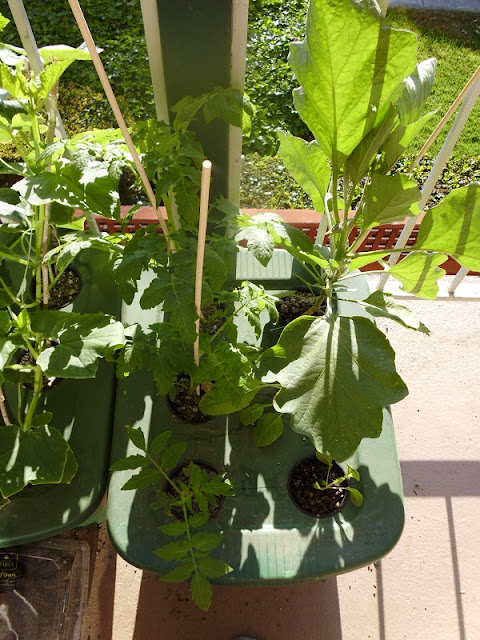 Eggplant and Tomato Kratky