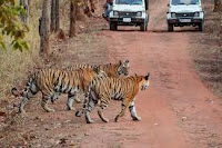 jim corbett national park dooars wildlife tigers jungle safari uttranchal tourism India