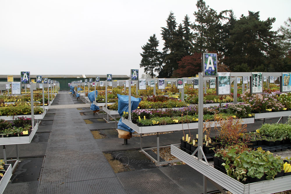 Olga's Garden Blog Karl Foerster garden and nursery in Potsdam