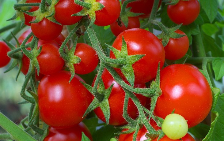 Image result for obat kuat tomat