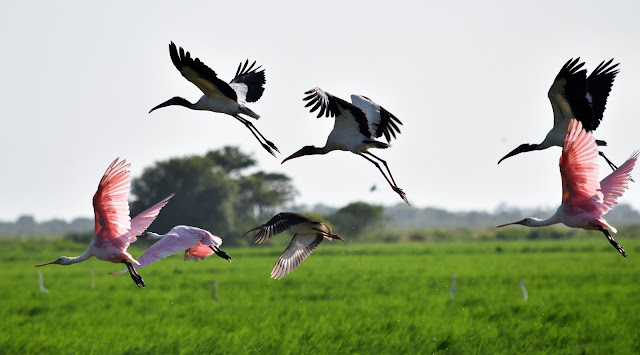 Wood Storks and Roseate Spoonbills in flight