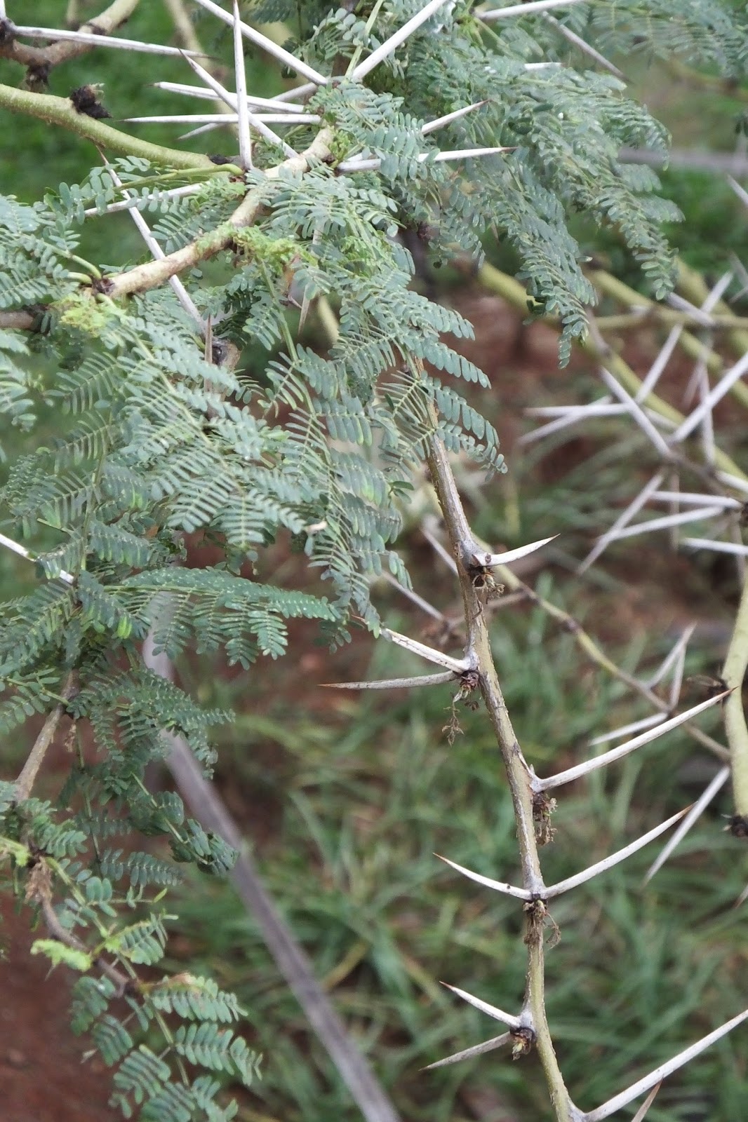 The acacia thorn trees of Kenya