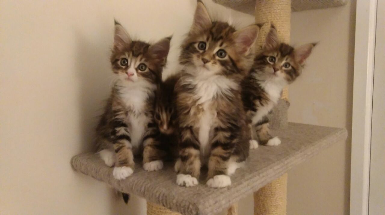 Kuwait Cats And Kittens Sales And Adoption Kuwait Kittens And Cats