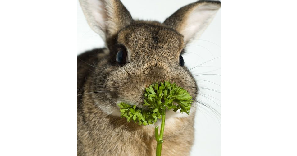 Can Rabbits Eat These? RabbitFriendly Vegetables And Fruits The