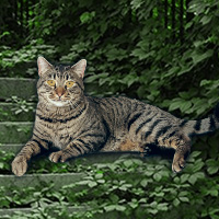 Games2rule Wildcat Forest Escape