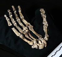 Homo naledi, mão