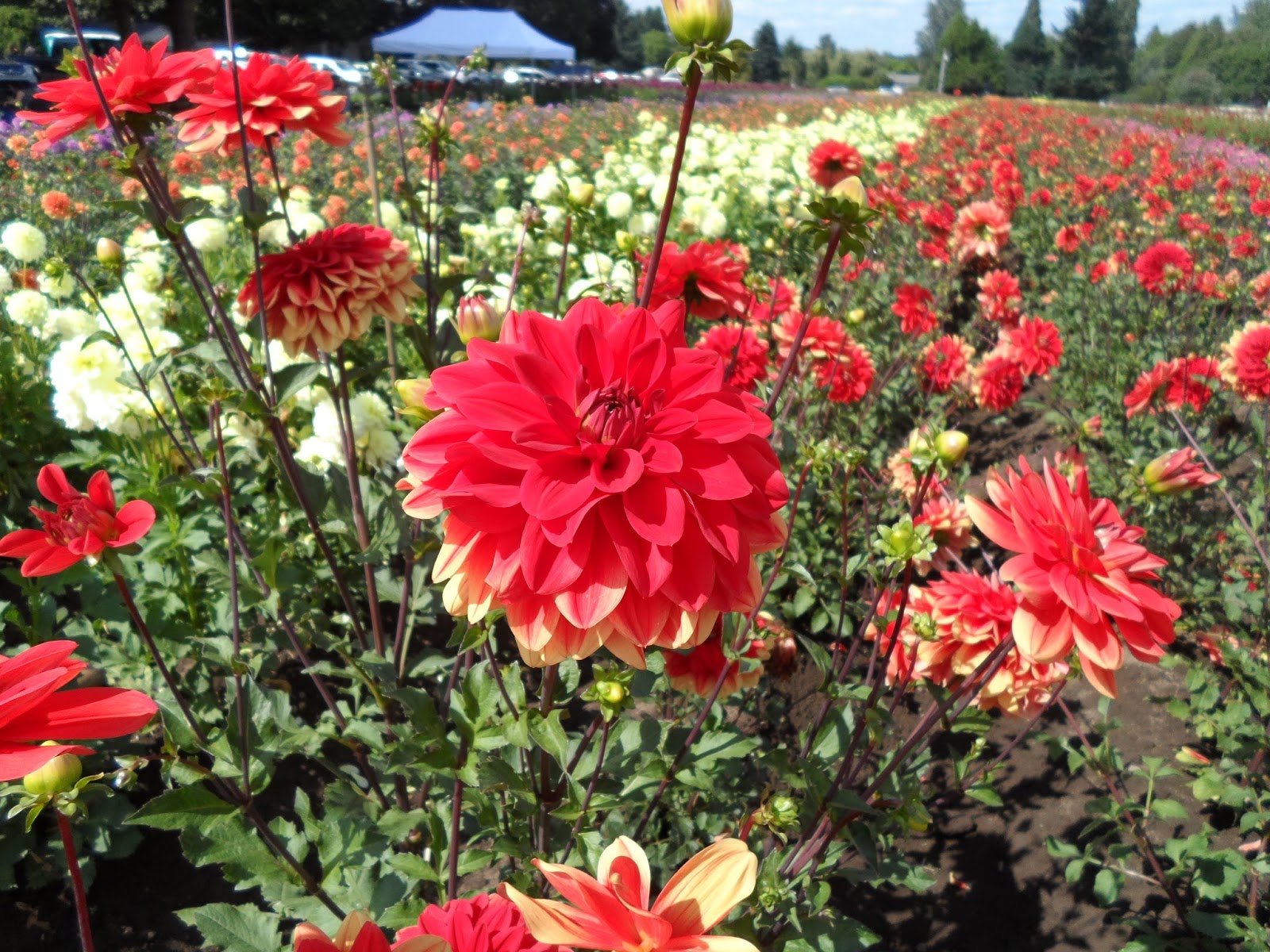 Liz and Brad's Big Adventures Canby Dahlia Run