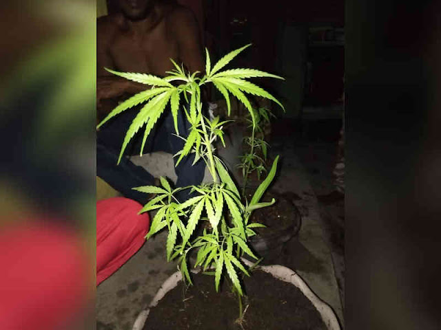 Satgas Yonif 711/Raksatama dan Warga Kabauw Temukan Kebun Ganja di Hutan Satgas Yonif 711/Raksatama dan Warga Kabauw Temukan Kebun Ganja di Hutan