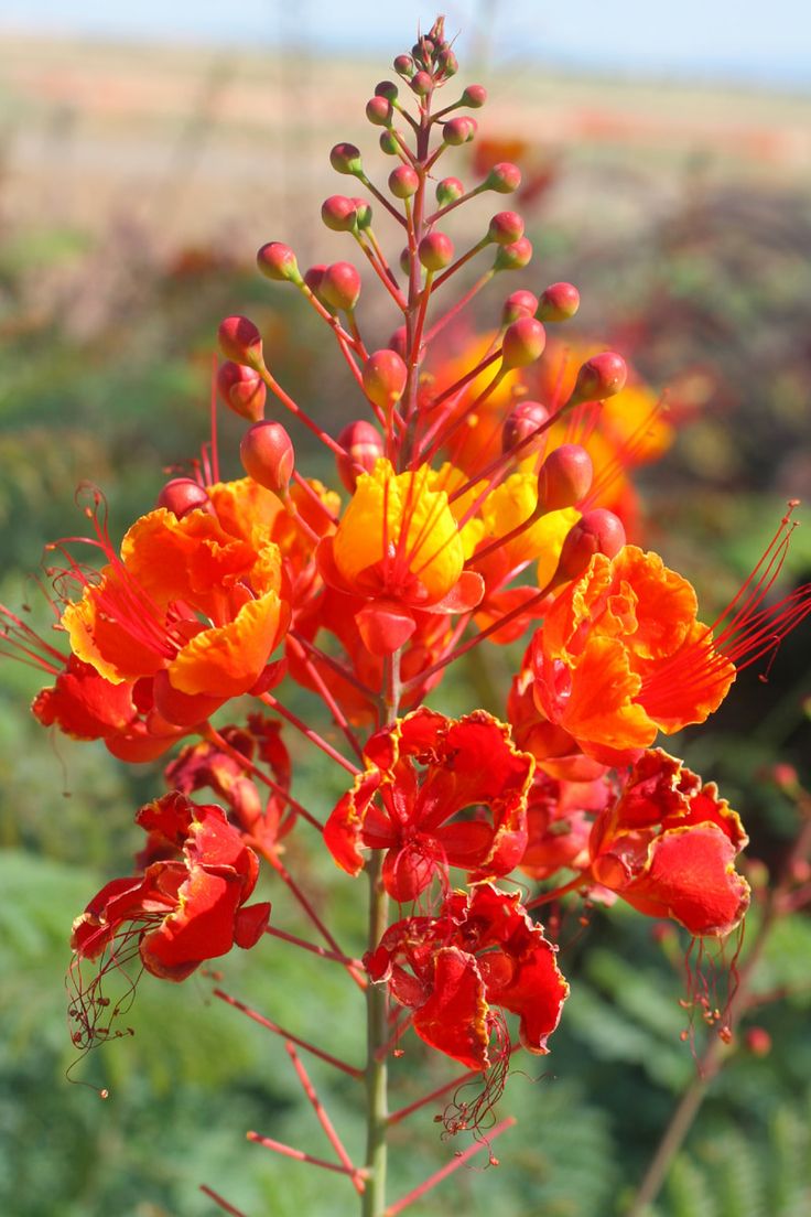 Bird In Everything: Mexican Bird Of Paradise Plant