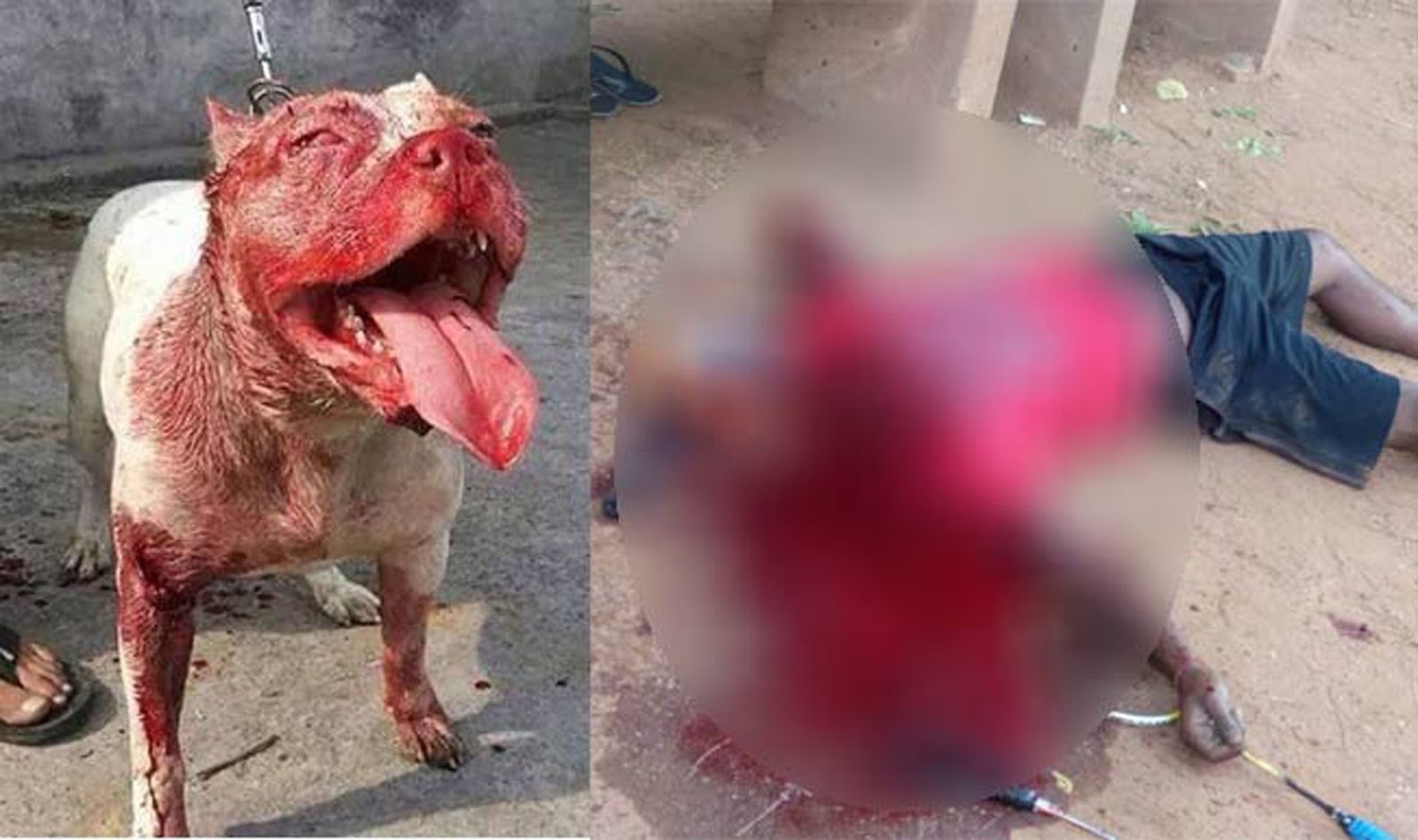 Shocking! Pitbull dog kills his owner; the banned breed beheads the