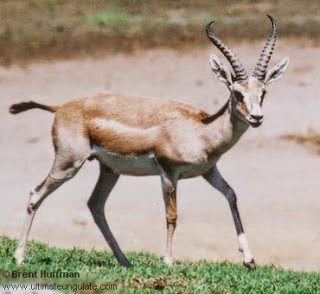 threatened gazelle