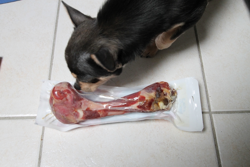 Chien Qui Ne Croque Pas Ses Croquettes Hélium Chihuahua