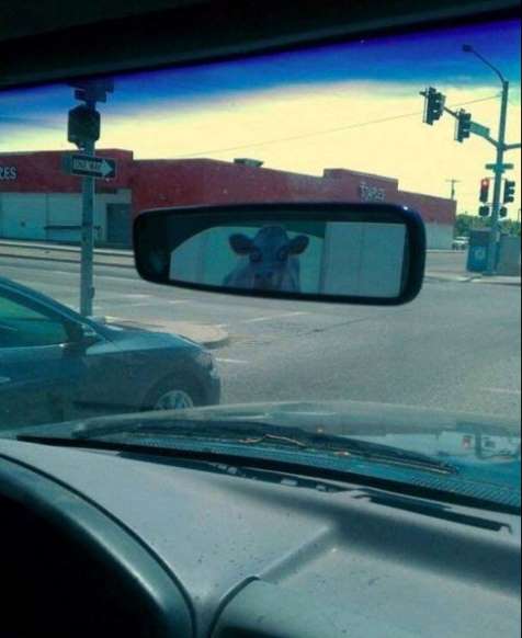 Estas fotos foram tiradas "na hora certa" Elfandarilha