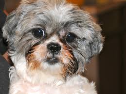 Shih tzu latindo