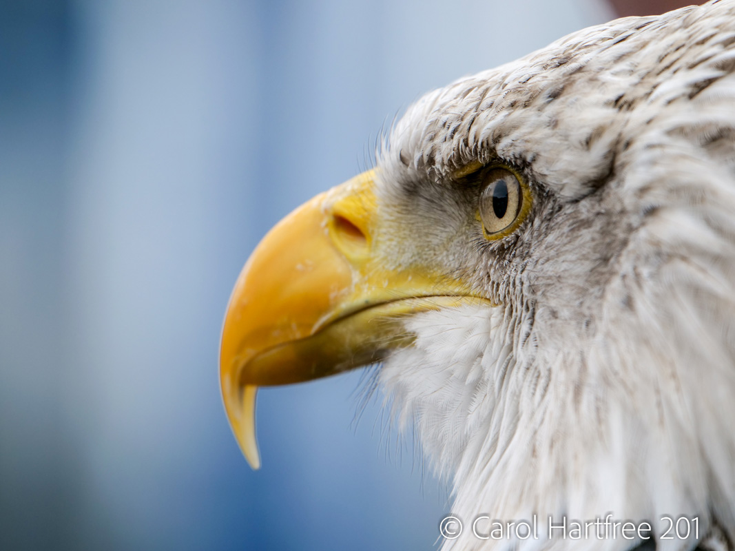 Wildlife Photography the Best Panasonic Cameras and Lenses Park