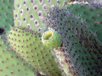 Cactus on Santa Fe Island