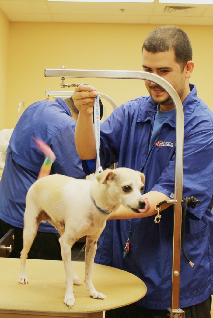 How to be a Top Dog with PetSmart Grooming! PetSmart Grooming Review