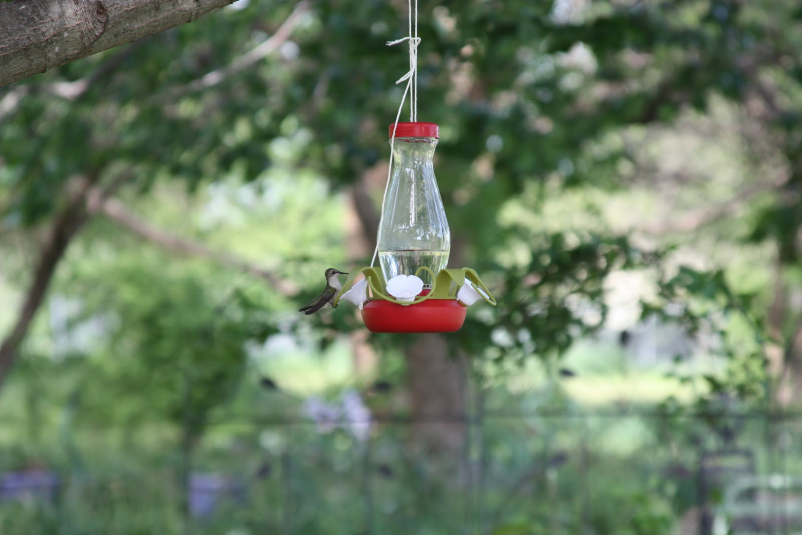 PerkyPet Hummingbird Feeder